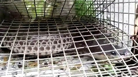 Thăm Bẫy Rắn Mưu Sinh Với luồng Bẫy Rắn 40 Cái - Tập 1(Hunting Catching)