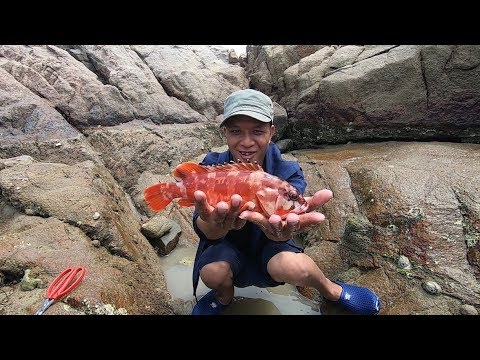 Thumbnail for 阿明赶海装备齐全，抽水泵和水管双管齐下，抽干水坑抓住值钱大货
