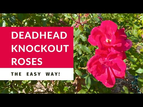 Video: Deadheading Roses: Cara Membuat Mawar Deadhead Agar Lebih Mekar