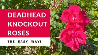 Deadheading Knockout Roses