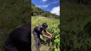 Buah arben Gunung Gede #ytshorts #sahabatgunung #travelvlog #pendakigunung #ytshorts #gununggede