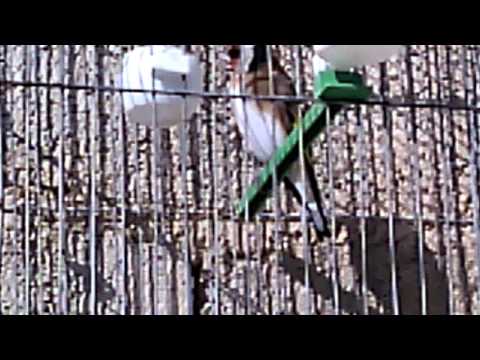 مقنين سوق اهراس