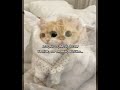 Ses Keşfet Açıyor galiba #keşfet#keşfetedüş#blackpink#metekayagil#cat#shorts#manifest#turkish#keşfet