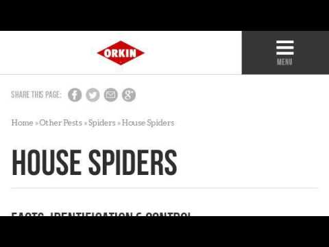 camera iphone 8 plus apk Species Of Spiders In New Mexico