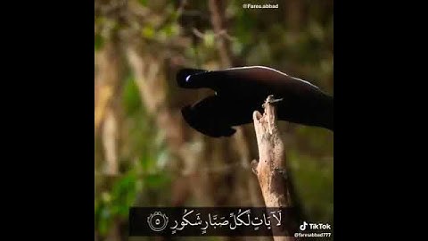 /ولقد ارسلنا موسى باياتنا ان اخرج قومك من الظلمات الى النور وذكرهم بايام الله/ سورة إبراهيم الآيه5/