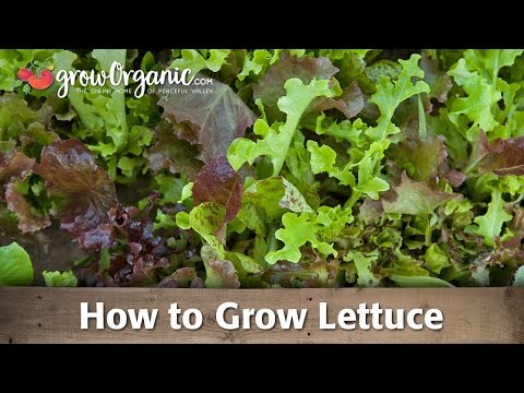 How to Grow Organic Lettuce