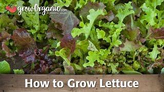 Growing Lettuce