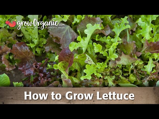 How to Grow Organic Lettuce