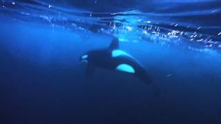 Swimming with wild orcas (killer whales) in Norway