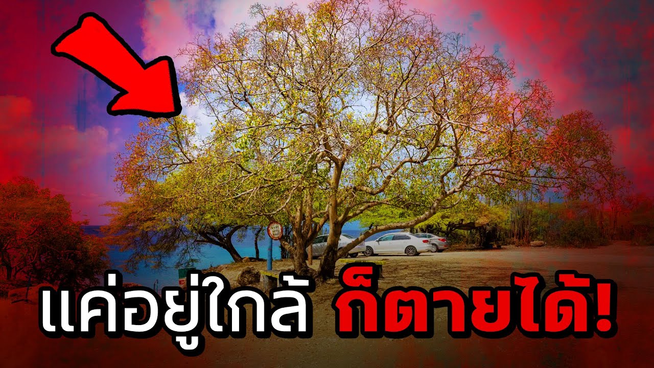 ต้นไม้ที่อันตรายที่สุดในโลก!แค่อยู่ใกล้ๆก็ตายได้!!! – Mystery World