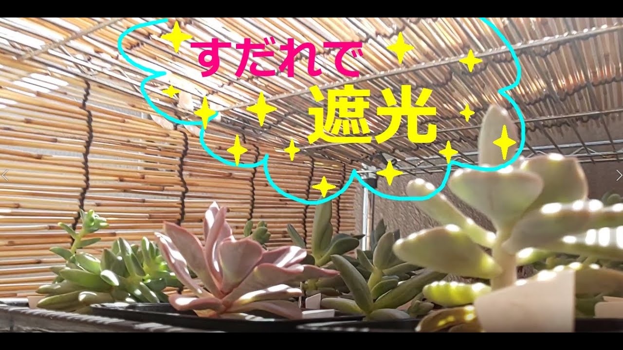 ベランダの多肉植物の遮光について すだれで遮光チャレンジ 彡 多肉植物 0802 Succulent Plant Youtube