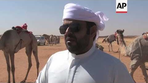 Camel racing becomes popular sport in Sudan