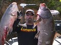 Bow Fishing 70 Pound Carp.  4k