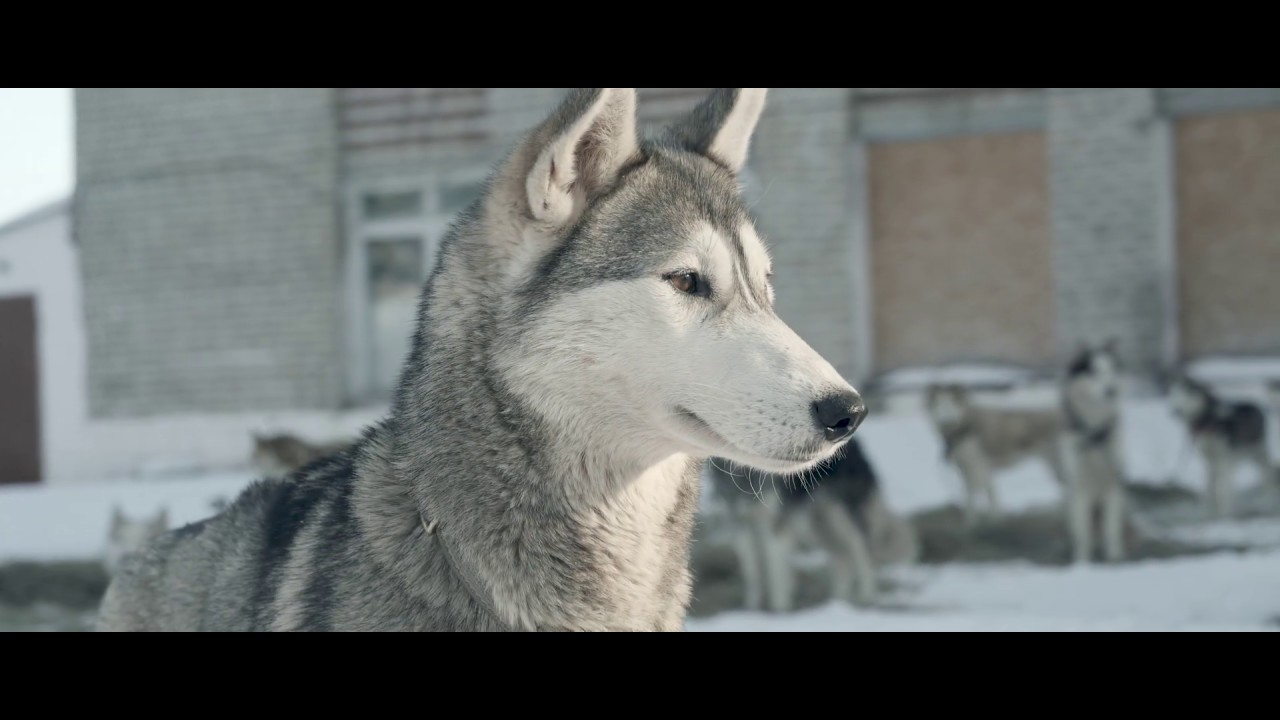 Volga Quest sled dog race 20202021 YouTube