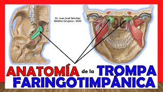 🥇 TROMPA FARINGOTIMPÁNICA (De Eustaquio/Auditiva), ¡Anatomía Fácil y Sencilla!