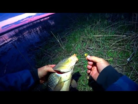 Видео: ПЕРВАЯ РЫБАЛКА НА ЗАКИДУШКИ! САЗАН ВЗЯТ! РЫБАЛКА НА САЗАНА И КАРАСЯ С НОЧËВКОЙ