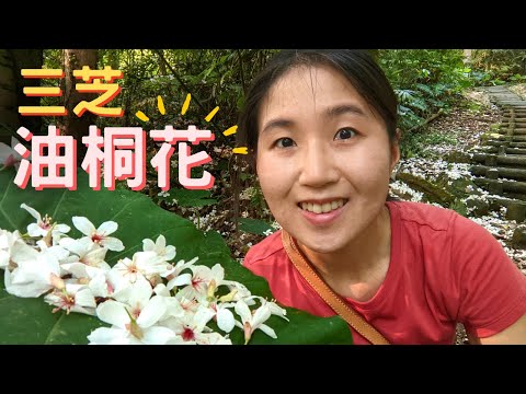 【2022桐花景點推薦】輕鬆好走、公車可達的北部賞桐秘境!雪白油桐花遍布滿地,一起到三芝大坑溪賞桐步道賞五月雪!三芝桐花季衝一波!