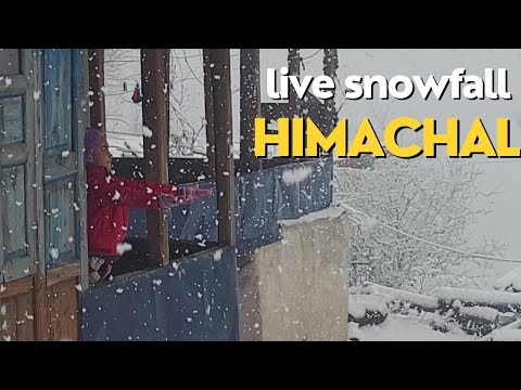 Live Snowfall in Himachal @apnahimachaltv