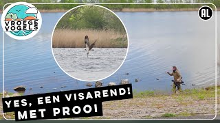 Eindelijk een jagende visarend op beeld | TV | Vroege Vogels