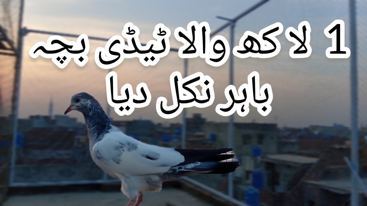 Perwazi Chath Main Bache Bandana Shuro Kar Diye | Ghr K Sare Bache Urdae Gay | #1millionviews 