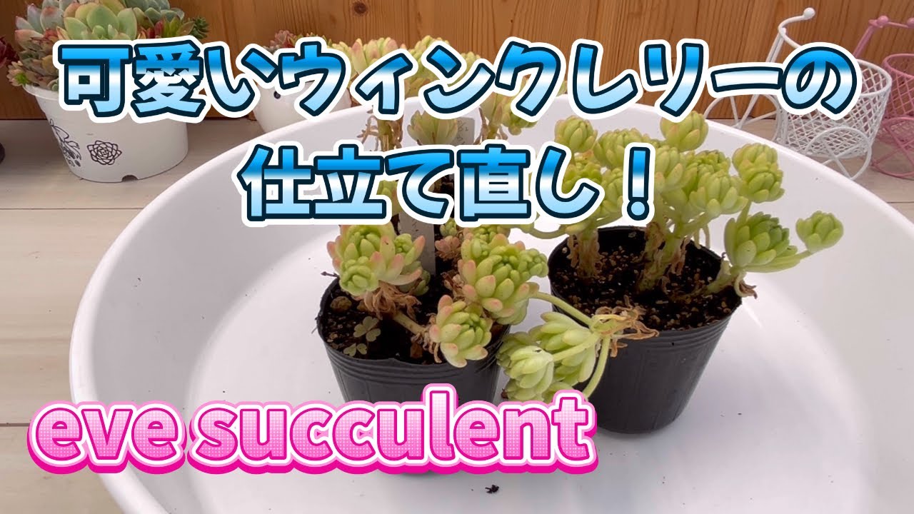 多肉植物】【園芸】可愛いウィンクレリーの仕立て直し！ - YouTube