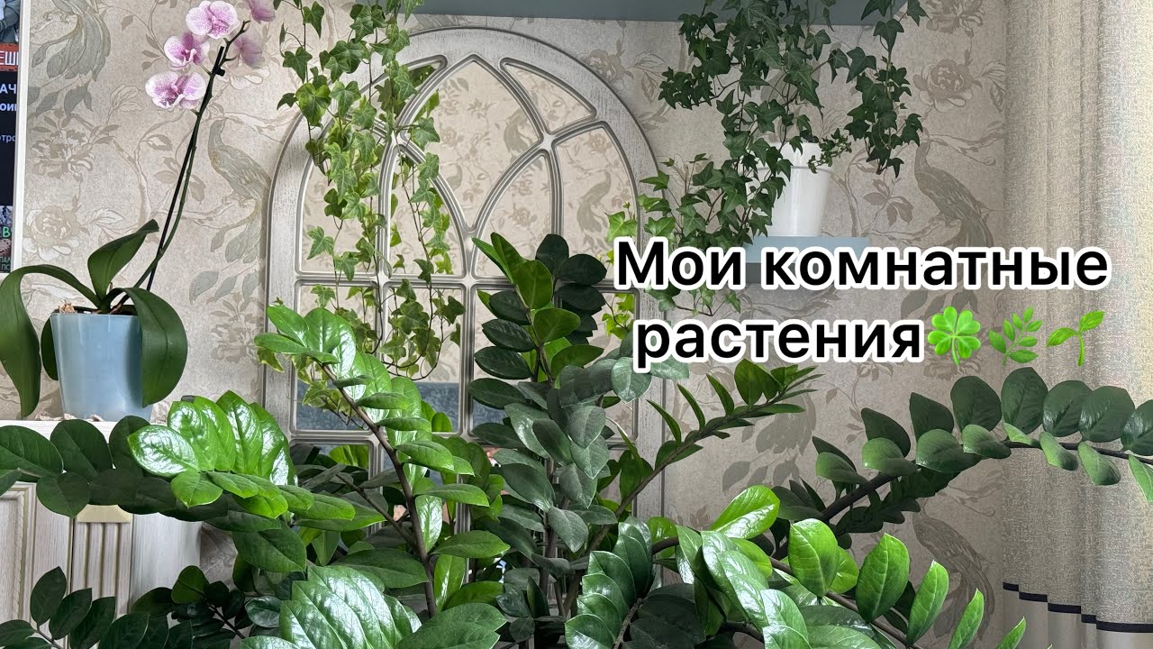 Для любителей рубрики «Мои комнатные растения» 🪴