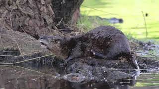 River otter !