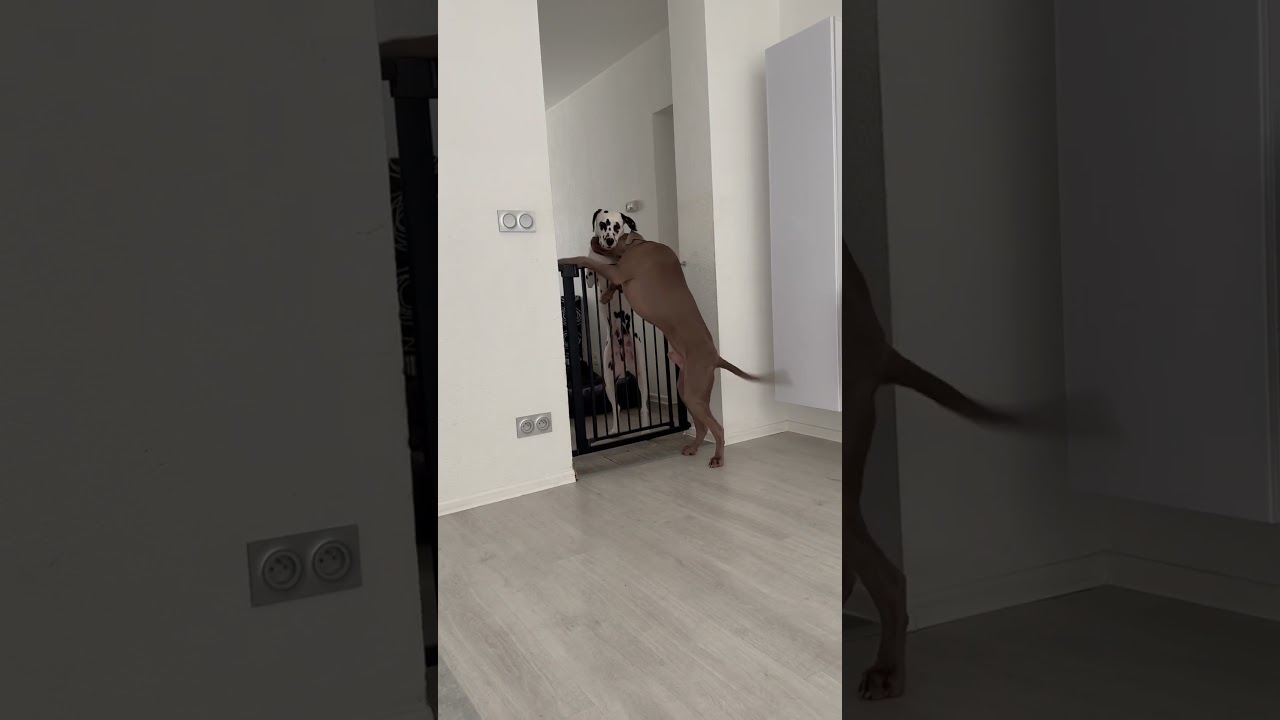 dalmatian with weimaraner making a love ❤️ 