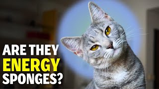 How Do Cats Protect You and Your Home from Negative Energies ❤