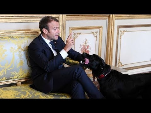 Пес Макрона прервал встречу министров, написав в камин