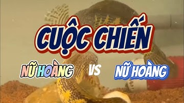 Cuộc chiến của cá lóc nữ hoàng vs cá lóc nữ hoàng #chanafish