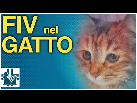 Video: Feline Immunodeficiency Virus (FIV) hos katter