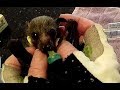 Rescuing a baby flying-fox on the ground:  this is little Beanie