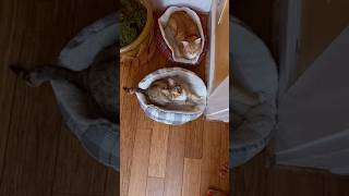 When A Cat Meets A Coconut Random Asmr Vibes