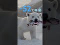 A Miracle at -52°C 🧊 A Baby Polar Bear’s Gratitude