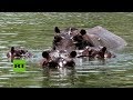 De África a Colombia: Los hipopótamos de Pablo Escobar que aún viven en la Hacienda Nápoles