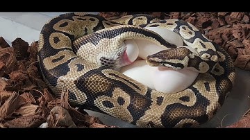 Snake Laying Eggs (Ball Python)