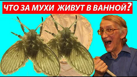 Какие Мухи Летают в Ванной и Туалете, Коридоре, Подъезде? Откуда и Почему?