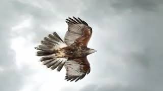 Graceful flight of a hawk.  Грациозный полет ястреба.