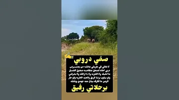 صفي دروبي لا تخلي في طريقي عائقه 