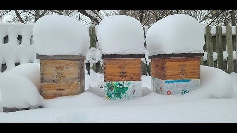 Overwintering Honey Bees in Northern Climates - The Condensing Hive