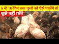 6 से 10 दिन तक चूजो को ऐसे पालेंगे तो चूजे नहीं मरेंगे(Desi sonali Poultary farming)