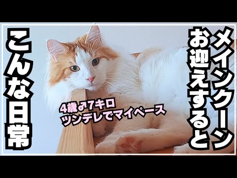 生後48ヶ月の大型猫メインクーンがいるリアルな日常