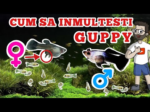 Video: Cum Să Transplantăm Puii De Guppy