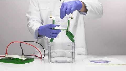 Quick Tips: How to Prepare Mini-Protean TGX SF Precast Gel for Western Blot Transfer