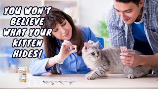 Is Your Kitten Sick? | How to check your kitten's health?
