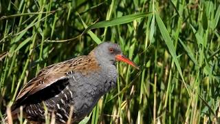 Rallus aquaticus - Waterral