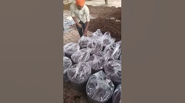 spawning process of button mushroom