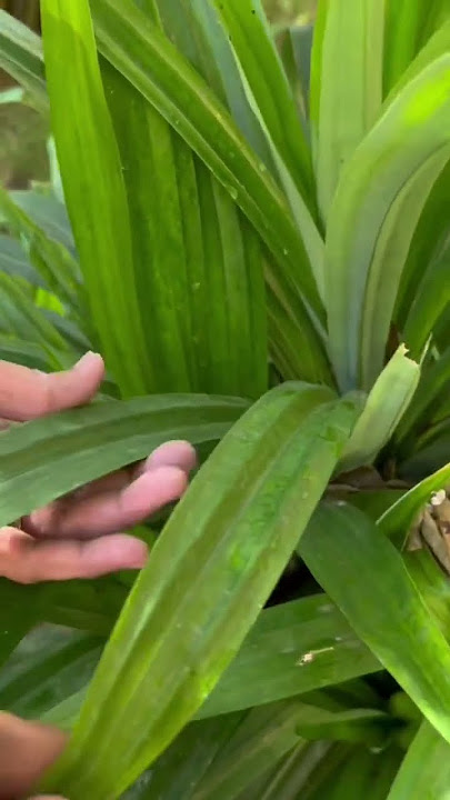 Rambha plant | put this in biriyani for good smell