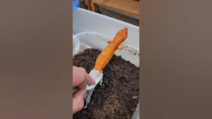 How to help a leopard gecko shed!